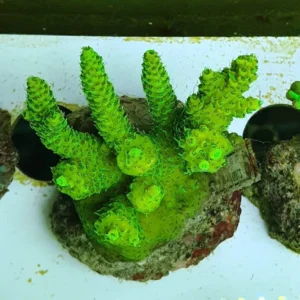 Acropora Millepora green fluo - FOTO REALI - Corallo duro SPS - frag 6-7 cm