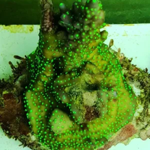 Acropora Valida Tricolor - FOTO REALI - Corallo duro SPS - frag 6-7 cm