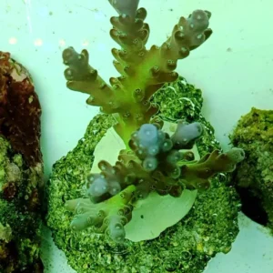 Acropora Nasuta Yellow - FOTO REALI - Corallo duro SPS - frag 6-7 cm