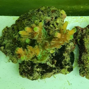 Acropora Vermiculata Pink Orange - FOTO REALI - Corallo duro SPS - frag 3 - 5 cm