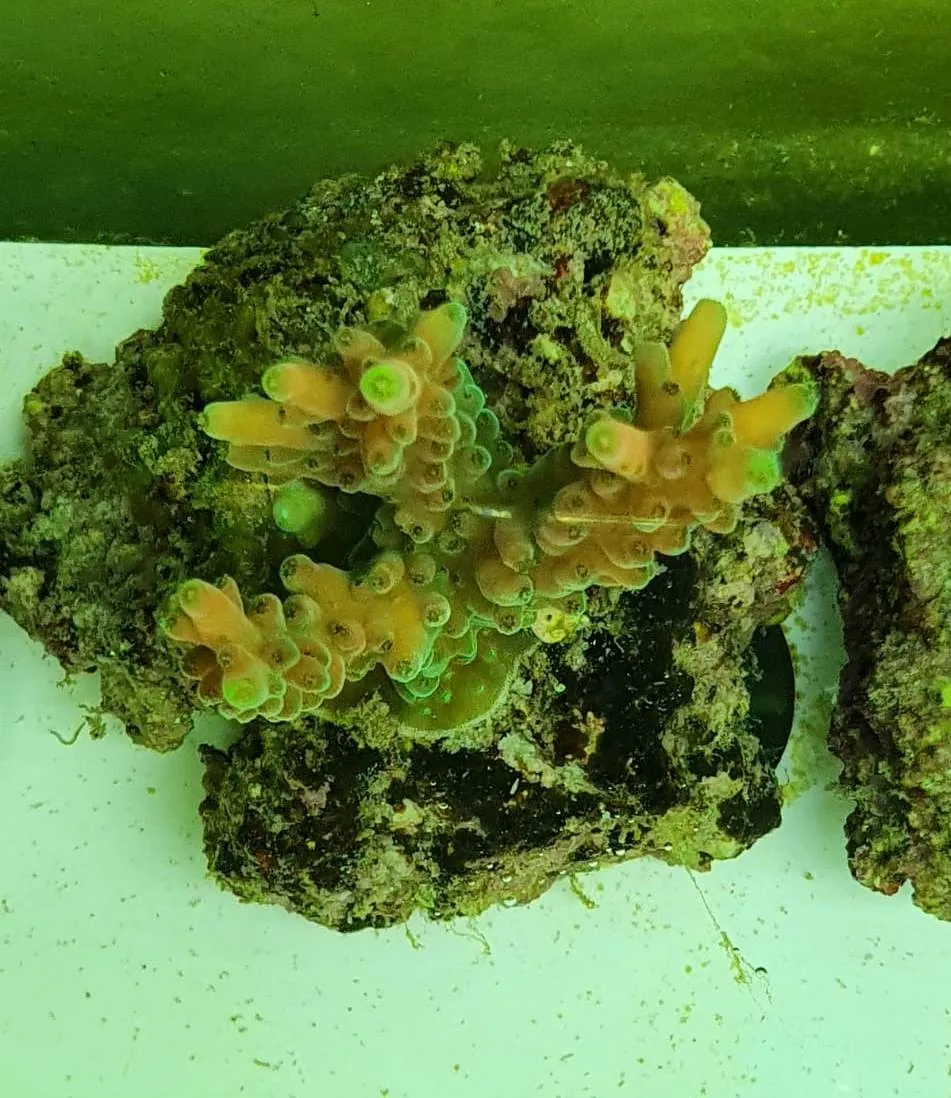 Acropora Vermiculata Pink Orange - FOTO REALI - Corallo duro SPS - frag 3 - 5 cm