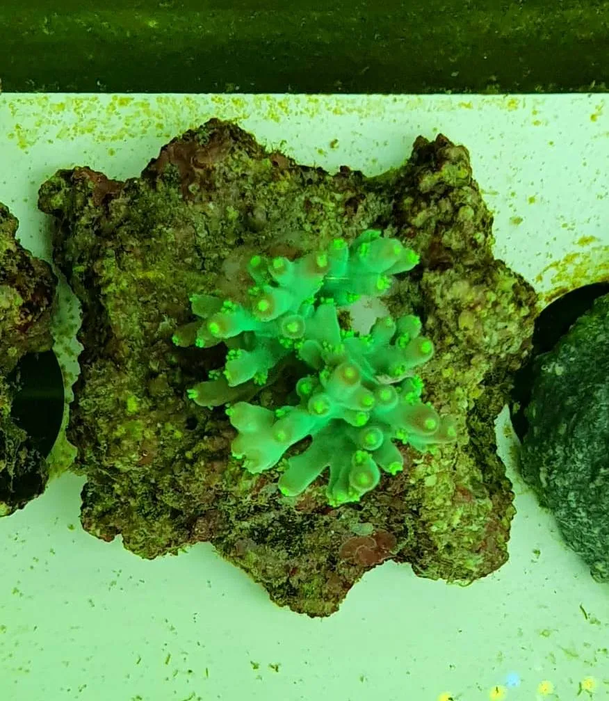Acropora Aculeus green fluo master grade - FOTO REALI - Corallo duro SPS - frag 3 - 5 cm