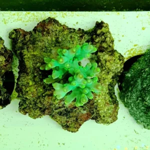 Acropora sp. Green Fluo - FOTO REALI - Corallo duro SPS - frag 3 - 5 cm
