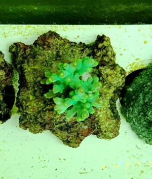 Acropora sp. Green Fluo - FOTO REALI - Corallo duro SPS - frag 3 - 5 cm