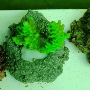 Acropora spp. Green Fluo - FOTO REALI - Corallo duro SPS - frag 6-7 cm