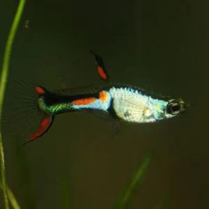 Coppia di POECILIA WINGEI EL SILVERADO, endler puri