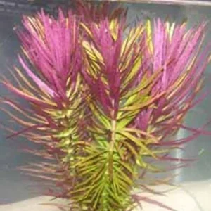 Limnophila Hippuridoides (PIANTA ROSSA) da sfondo