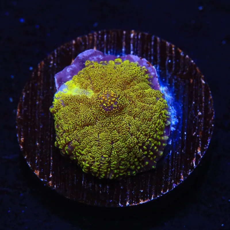 Rhodactis Yellow Fluo - Mushroom - Corallo molle facile - 1 disco su frag