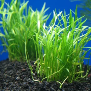 Lilaeopsis Novaezelandiae Brasilensis, pianta da pratino - primo piano