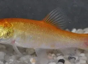 Tinca Tinca Gold 4-8 cm - Tinca dorata - pesce da laghetto o acquario d'acqua fredda