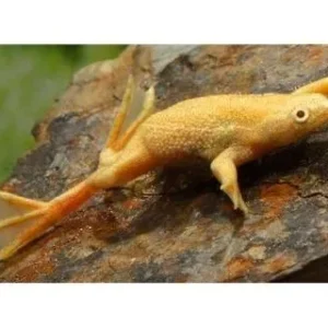 Hymenochirus Boettgeri Gold - Rana Nana Albina 2-3 cm