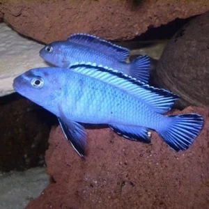 Pseudotropheus Socolofi 4-6 cm - Ciclidi Africani lago malawi