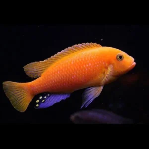 Pseudotropheus Zebra red+red 4-6 cm - Ciclidi Africani lago malawi
