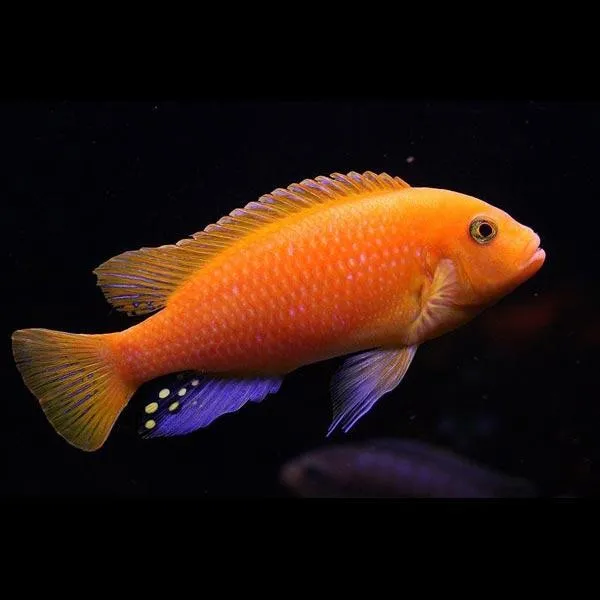 Pseudotropheus Zebra red+red 4-6 cm - Ciclidi Africani lago malawi