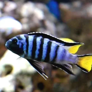 Pseudotropheus Elongatus Mpanga 4-6 cm - Ciclidi Africani lago malawi