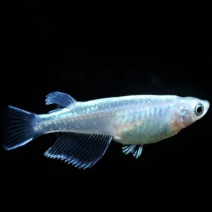 Medaka Oryzias Latipes Miyuki Platinum White-Blue 1,5-2 cm - pesce da branco resistente alle basse temperature