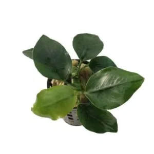 ANUBIAS Species in vasetto, pianta facile a foglia larga