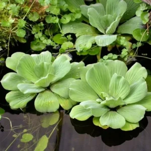 PISTIA STRATIOTES XL - lattuga d'acqua - 1 pianta galleggiante grande per acquario o laghetto