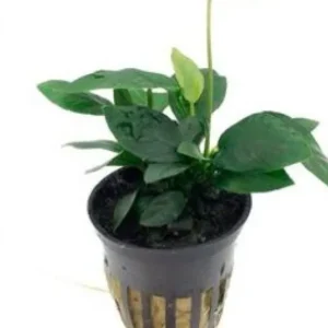 ANUBIAS BARTERI NANA in vasetto, pianta facile a foglia larga