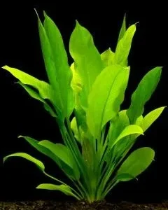 Echinodorus Bleheri in vasetto, pianta facile a foglia larga