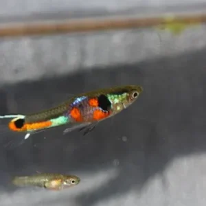 Coppia di POECILIA WINGEI LIGHT BLUE TOP SWORD, endler puri