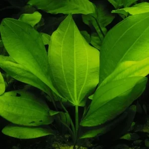 Echinodorus Cordifolius Fluitans, pianta facile a foglia larga
