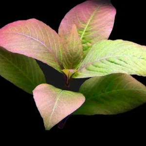 Hygrophila Corymbosa Cherry Leaf, pianta da sfondo o da centro facile a foglia larga in vasetto