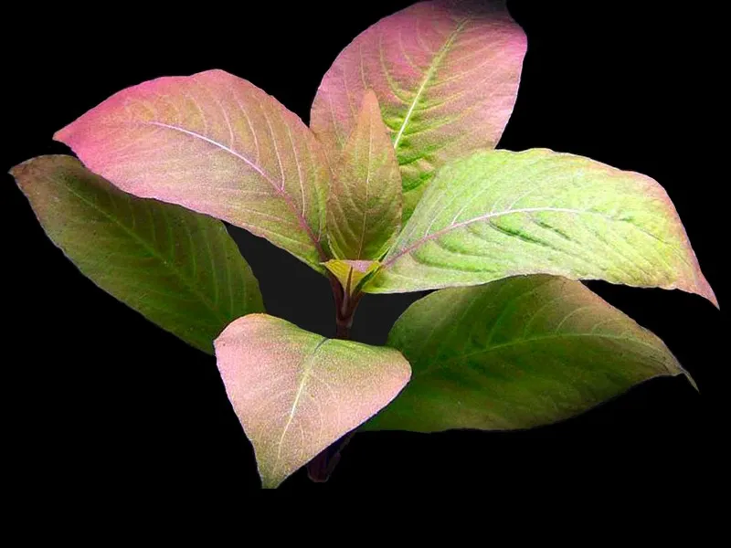 Hygrophila Corymbosa Cherry Leaf, pianta da sfondo o da centro facile a foglia larga in vasetto