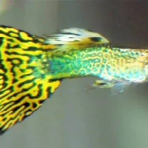 Guppy maschio Cobra Green-Yellow, Poecilia reticulata male 3,5 cm