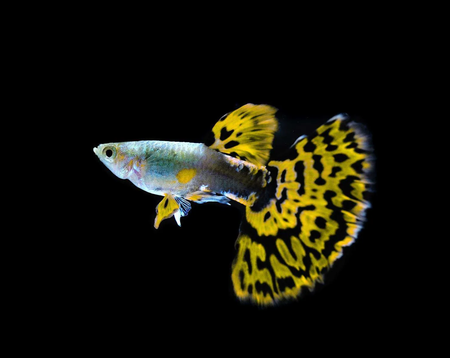 Guppy maschio Cobra Green-Yellow, Poecilia reticulata male 3,5 cm
