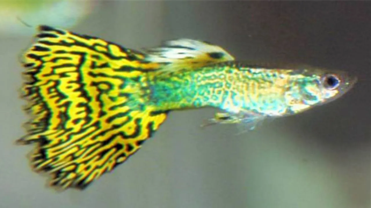 Coppia di Guppy Cobra Green-Yellow, Poecilia reticulata 3,5 cm maschio + femmina