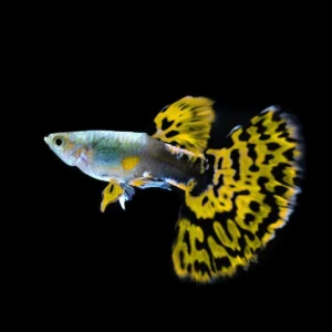 Coppia di Guppy Cobra Green-Yellow, Poecilia reticulata 3,5 cm maschio + femmina