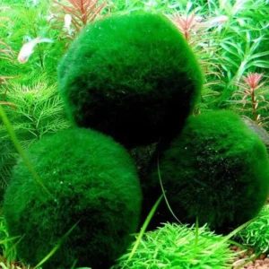 Cladophora Aegagropila L da 6-7 cm - Marimo grande