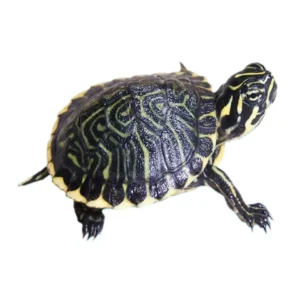 Tartaruga acquatica Pseudemys Floridana Peninsularis 5 cm