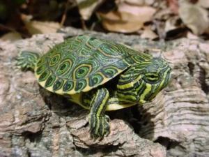 Tartaruga acquatica Trachemys Venusta Cataspila 7-8 cm