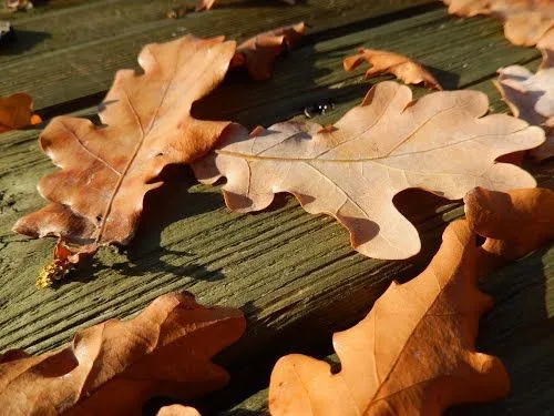 100 FOGLIE DI QUERCIA ESSICCATE E STERILIZZATE PER ACQUARIO CON CARIDINE, PESCI