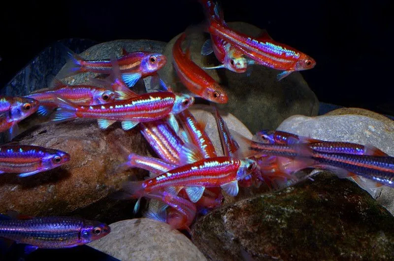 Notropis Chrosomus 2-6 cm - Rainbow Shiners - pesce da branco resistente alle basse temperature