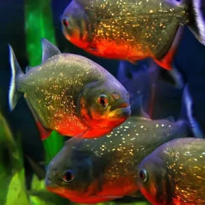 Piranha Serrasalmus Nattereri 10-15 cm - Pygocentrus nattereri