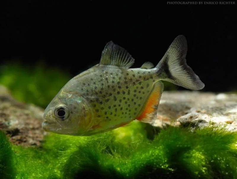Piranha Serrasalmus Nattereri 10-15 cm - Pygocentrus nattereri