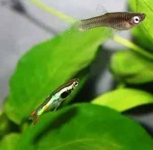 Coppia di POECILIA WINGEI LIME GREEN, endler puri