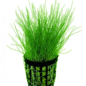 Eleocharis Acicularis in vasetto - pianta da pratino filiforme - primo piano abbastanza esigente