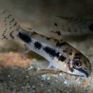 Corydoras Habrosus 1,5 cm, pesce da fondo - nanofish - Cory