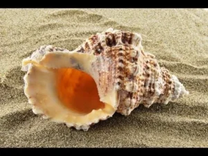 Conchiglia 3-6 cm - guscio di lumaca per tana paguri e pesci conchigliofili