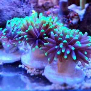 Euphyllia Glabrescens punte verde fluo 3 calici - FOTO REALI - Corallo duro LPS facile