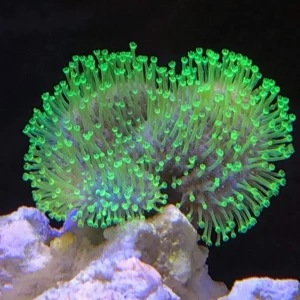 Sarcophyton Flora green - Corallo molle facile - 10-12 cm su frag