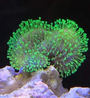 Sarcophyton Flora green - Corallo molle facile - 10-12 cm su frag