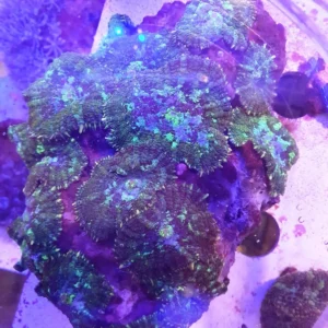 Rhodactis Green - frag 10-15 cm con 4 o 5 dischi - Mushroom - Corallo molle facile