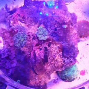 Rhodactis Green-Blue - frag 10-12 cm - FOTO REALI - Mushroom - Corallo molle facile
