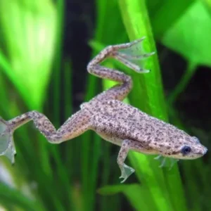 Hymenochirus Boettgeri - Rana Nana 2-3 cm