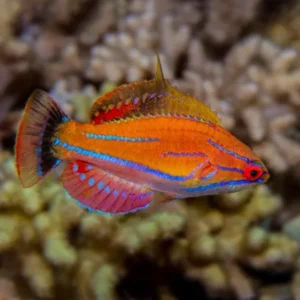 Paracheilinus Mccoskeri - Eightlinefin Flasher wrasse